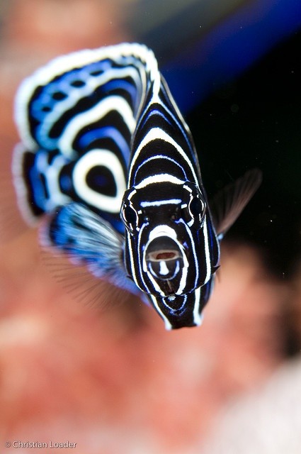 Photo:  Juvenile Emperor Angelfish